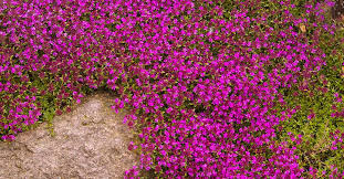 Creeping thyme is a popular and adaptive dwarf groundcover that is popular for landscape designs. Red Creeping Thyme Is The Flowering Lawn You Never Need To Mow