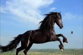 Nombres Para Caballos Machos Favoritos Unicos Fuertes Geniales 2021 Razas De Caballos