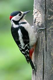 Small Bird With Black And White Head Uk The Bird Dictionary Page 8 Pprune Forums Beautiful Birds Pet Birds Nature Birds