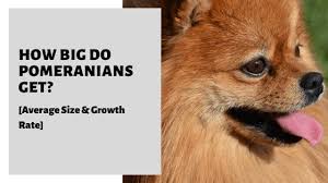Find the perfect pomeranian stock photos and editorial news pictures from getty images. How Big Do Pomeranians Get Average Size Growth Rate
