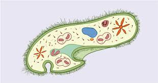 Animal cells shape and sizes vary greatly from irregular shapes to round shapes, most defined by the function they perform. The Structure Of Paramecium Cell Rs Science