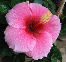 Image result for Hibiscus malacospermus