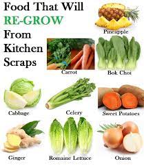 16 Kitchen Scraps That You Can Re Grow Growing Celery Regrow Vegetables Growing Lettuce