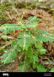 Image result for Phyllanthaceae