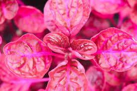 Image result for Iresine herbstii