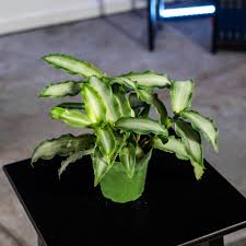 Image result for Murdannia stricta