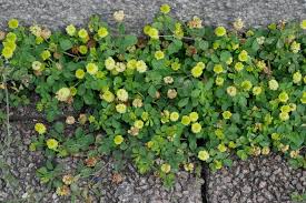 Image result for Trifolium campestre