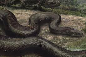 Titanoboa Dinopedia Big Animals World S Largest Snake Animals