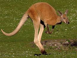 10 Amazing Australian Animal Facts Australia The Gift Australia The Gift Australian Souvenirs Gifts