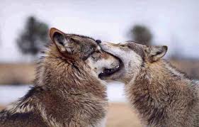 They're kissing. :)