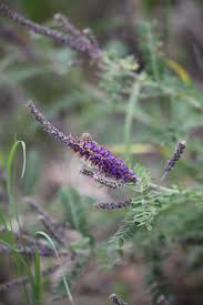 Image result for Buchnera chimanimaniensis