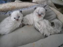 We have himalayan kittens for sale in chocolate point , flame pt and lilac pt. Himalayan Cats For Sale Los Angeles Ca 244770