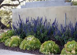 Salvia Indigo Spires Against A Wall Carson Douglas Landscape Architecture Succulent Landscape Design Inexpensive Landscaping Water Wise Landscaping