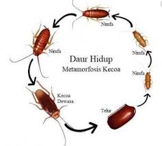 Laporan Daur Hidup Nyamuk Penelusuran Google Nimfa Hidup
