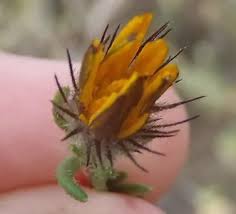 Image result for Hirpicium