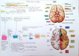 Flowchart Blood Supply To The Brain And Venous Sinus
