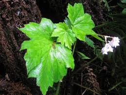 Image result for Begoniaceae