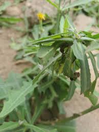 Image result for Launaea