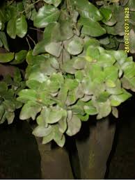 Image result for Cryptocarya transvaalensis