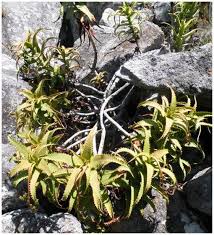 Image result for Schizostephanus alatus