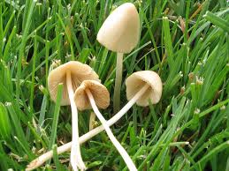 Image result for Conocybe lactea