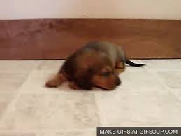 We did not find results for: Dachshund Teckel Gif Find On Gifer