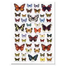 Details About British Butterflies Butterfly A5 Identification Card Chart Postcard New