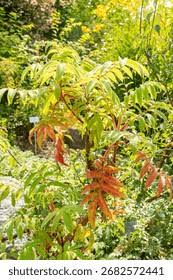 Image result for Hagenia