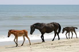 Along the way, the tour may stray away from the oceanfront to wooded. Genes From Outside Herd Could Save Outer Banks Wild Horses Habitat For Horses