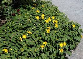 Piante rampicanti, sempreverdi producono deliziose brattee di fiori, alcune varietà temono il freddo da esporre in pieno sole, la fioritura avviene da fine primavera fino all'estate produce numerosi fiori a coppa, di colore giallo o arancione, disposti sui margini delle pale; Giardini Mgf Le Migliori Piante Per Rinsaldare Le Scarpate