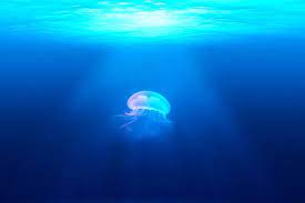 free image on pixabay jellyfish medusa wildlife animal クラゲアート 海 壁紙 水中写真