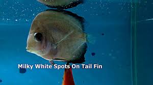 It is often caused by a dirty tank, poor care, or exposure to other fish who have infectious. Fin Rot And Tail Rot Disease Identification And Treatment Youtube