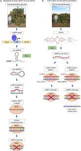 Frontiers | Next-Generation Sequencing Identification and Characterization  of MicroRNAs in Dwarfed Citrus Trees Infected With Citrus Dwarfing Viroid  in High-Density Plantings