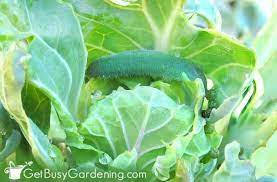 These pests can often be controlled by either manually removing them from the plants. How To Get Rid Of Cabbage Worms Organically Get Busy Gardening