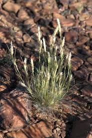 Image result for Enneapogon cenchroides