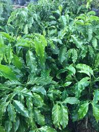 Image result for Coffea sp. A