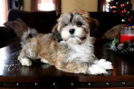 Our havanese are first our family pets and live among us in our home, not in an outdoor kennel. Havahug Havanese Puppies Havahug Havanese Puppies Of Michigan