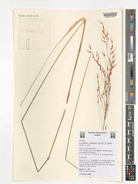 Image result for Loudetia simplex