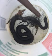 It is thus important to be sure of your marksmanship before opting for this method. Found A Black Snake In My Backyard Is It Dangerous The Great Outdoors Stack Exchange