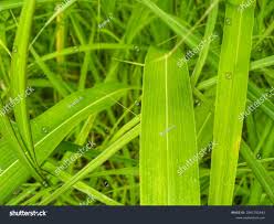 Image result for Rottboellia