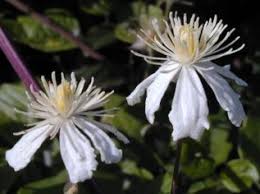 We did not find results for: Clematis Summer Snow Taylors Clematis