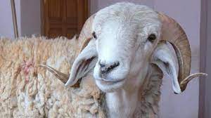 image associee animals lamb image