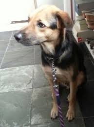 Puppy Black And Brown Dog Breeds Have You Seen This Missing Mongrel Dog Lost At Sims Place 150 Reward For Safe Return Of This Missing Dog Name Of Pet Ah Boy Breed Dogs Dog Breeds Mongrel