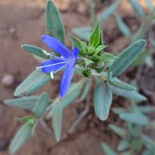 Image result for Megalochlamys hamata