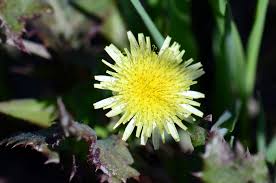 Image result for Sonchus wilmsii