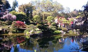 If You Haven T Been To The Hakone Japanese Garden In Saratoga Ca Go Now Went Last Weekend And Al Japanese Garden Beautiful Places To Visit Beautiful Places
