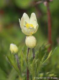 Image result for Clematis uhehensis