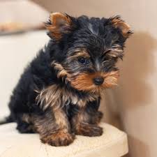 Breeds Of Dogs That Don T Shed The Long And The Short Of It Ten Dog Breeds That Dont Shed Hair Dog Breeds That Dont Shed Dog Breeds Yorkshire Terrier