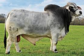 The brahman is an american breed of zebuine beef cattle. Mr H Elijah Manso 281 2 Heritage Cattle Company