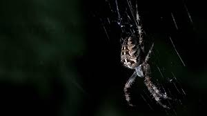 Spider, spider web, drops, bw, glare. Desktop Backgrounds Black Spider Wallpaper Cave